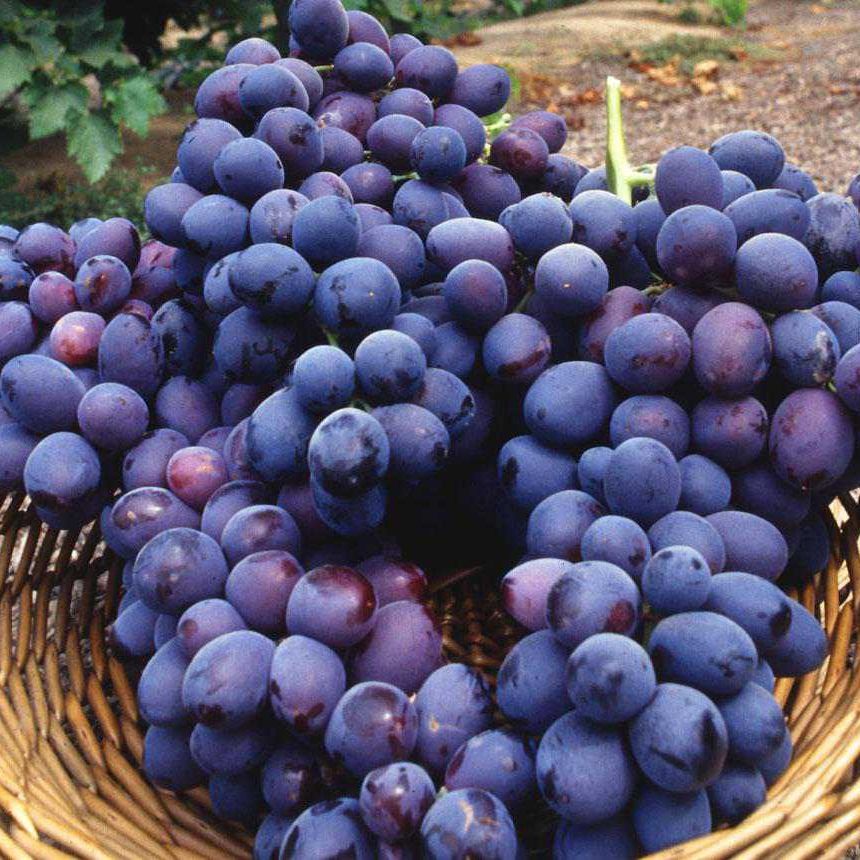 Image of real grapes