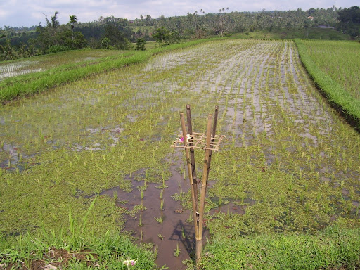 Gambar 1